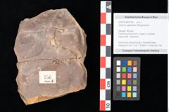 Foto (Objekt + Etikett) von Quercus palaeoilex Ettingshausen (NHMW-GEO-2024-0188-0756)